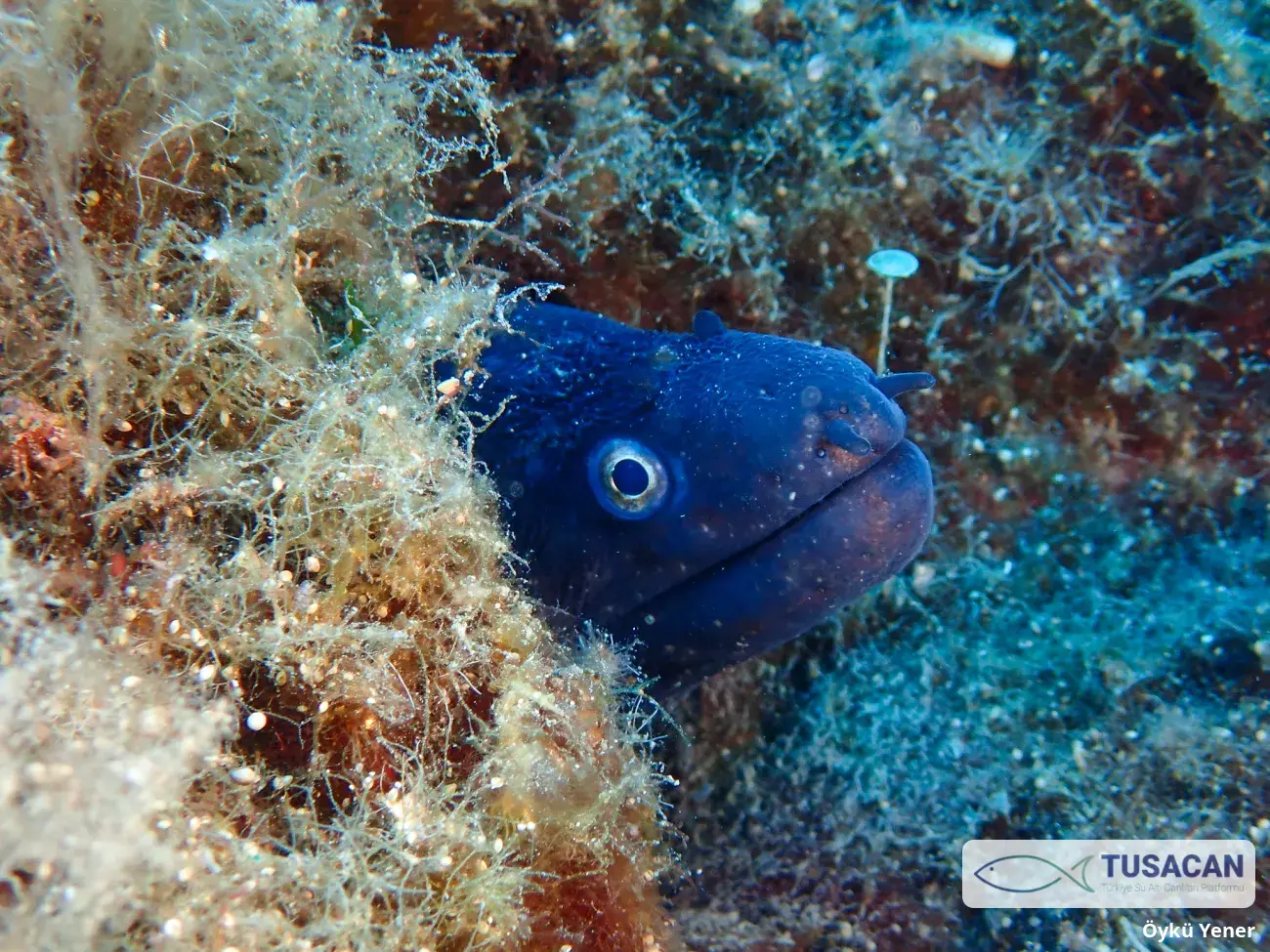 Muraena helena
