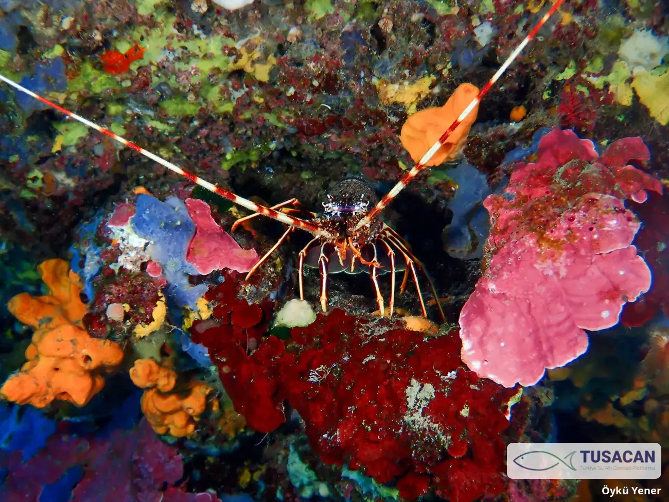 Palinurus elaphas