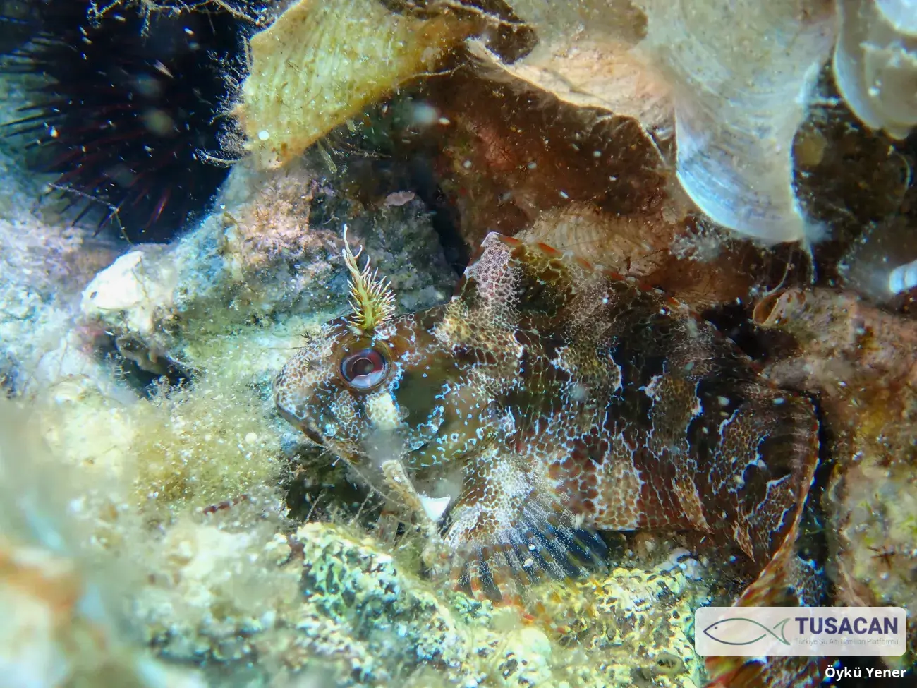 Parablennius gattorugine