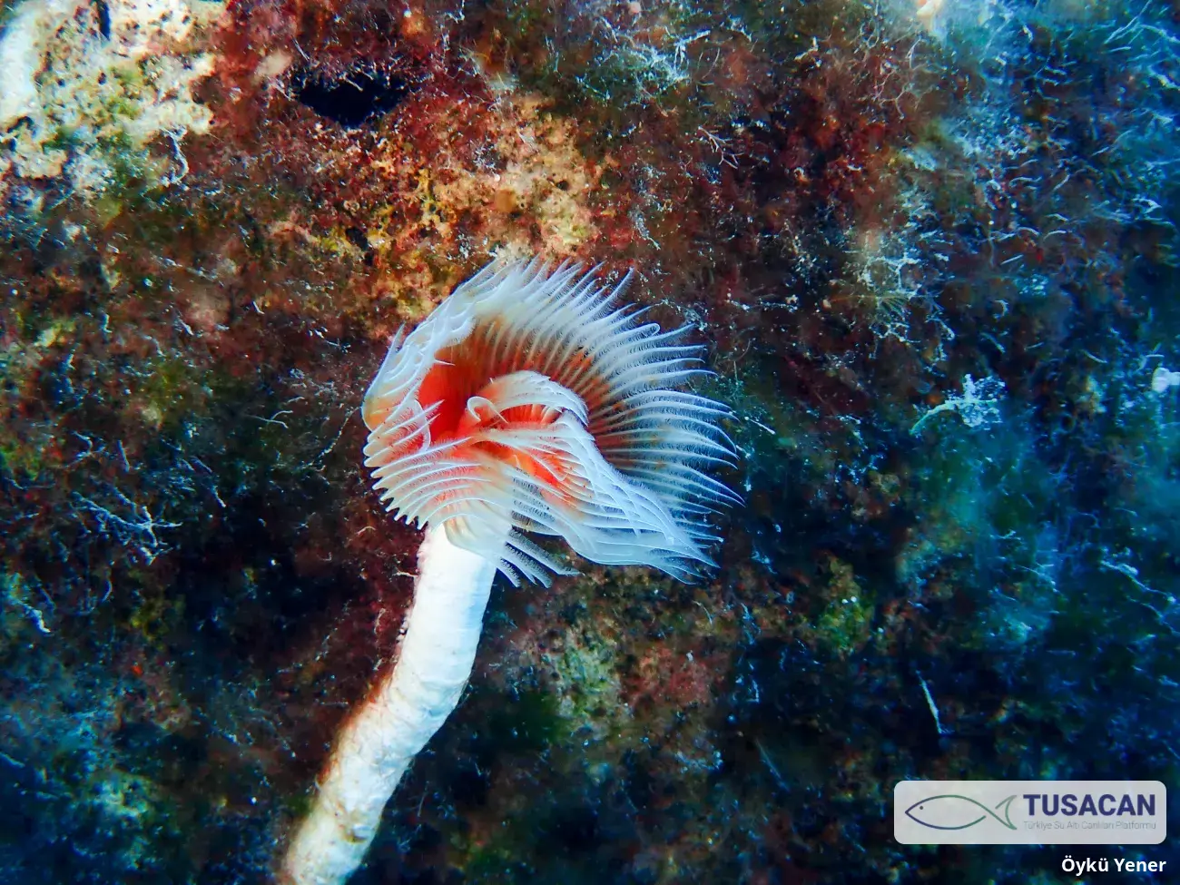 Protula sp.