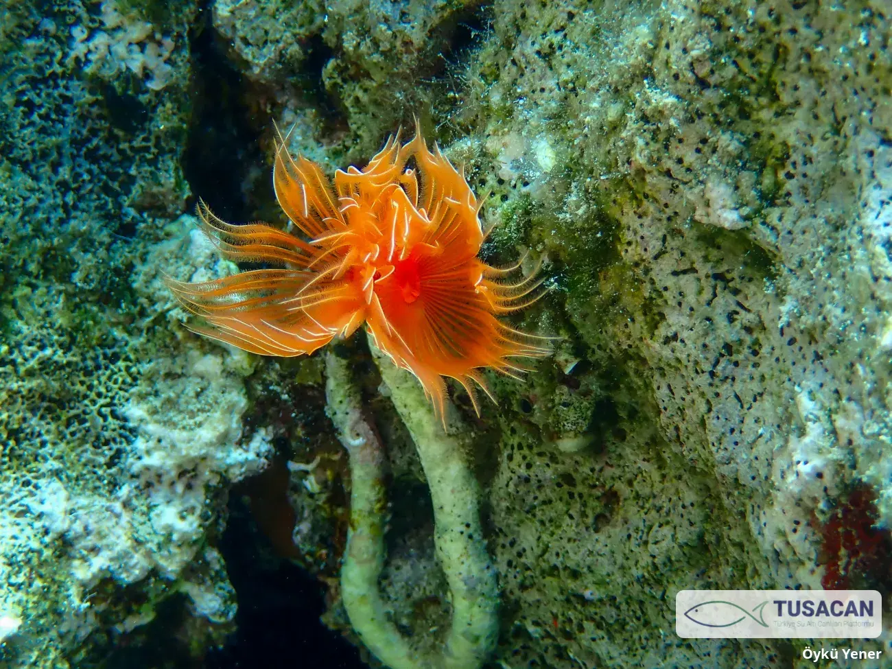 Protula tubularia