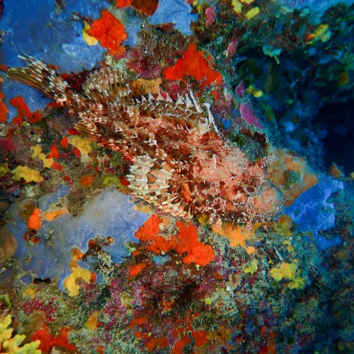 Scorpaena scrofa