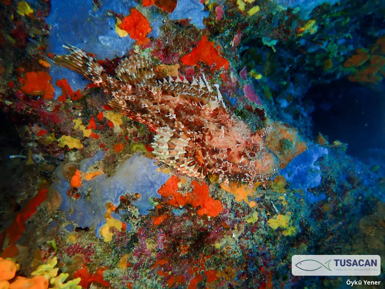 Scorpaena scrofa