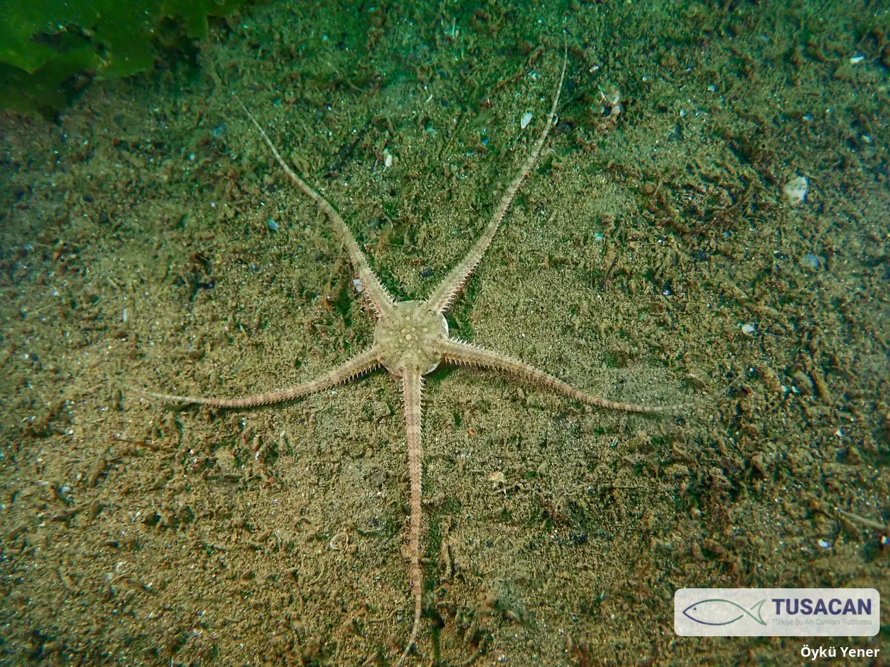 Ophiura ophiura