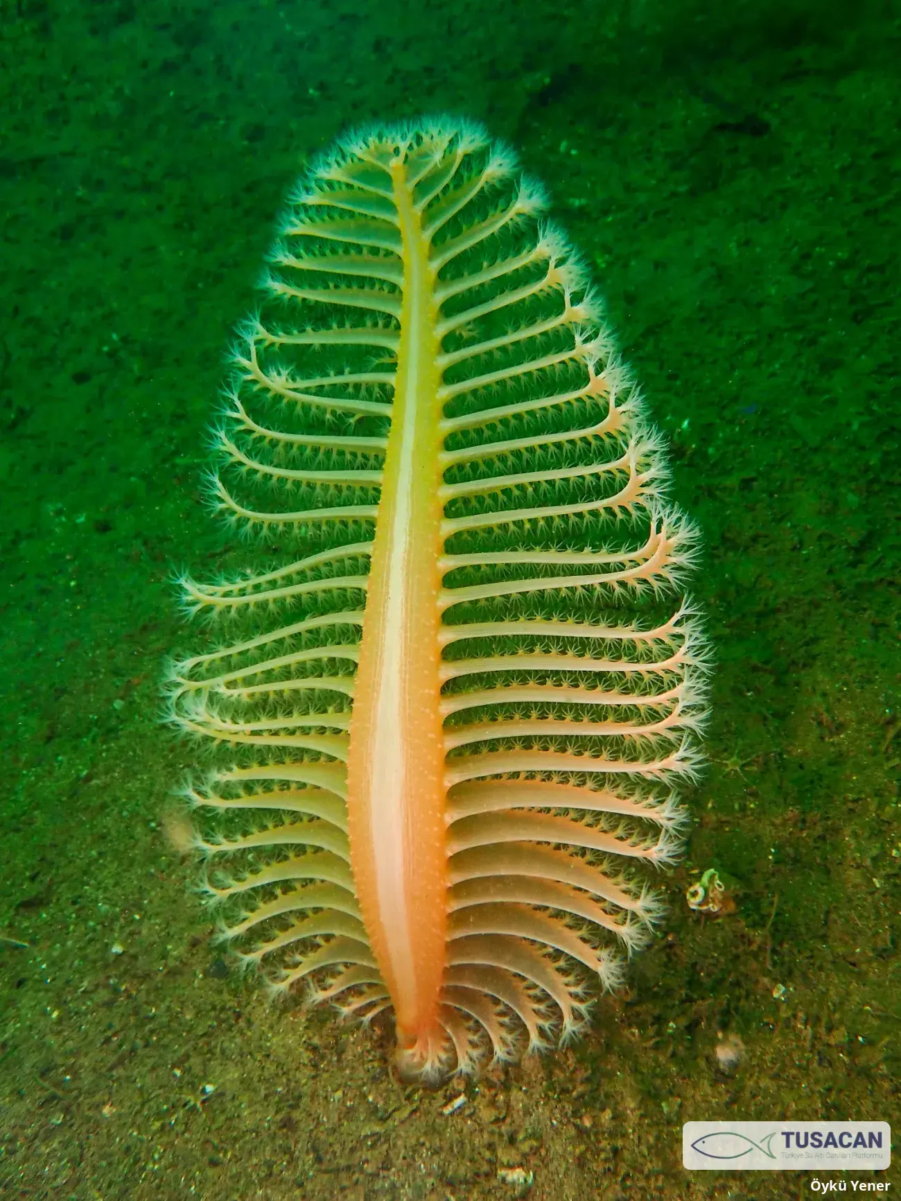 Pennatula rubra