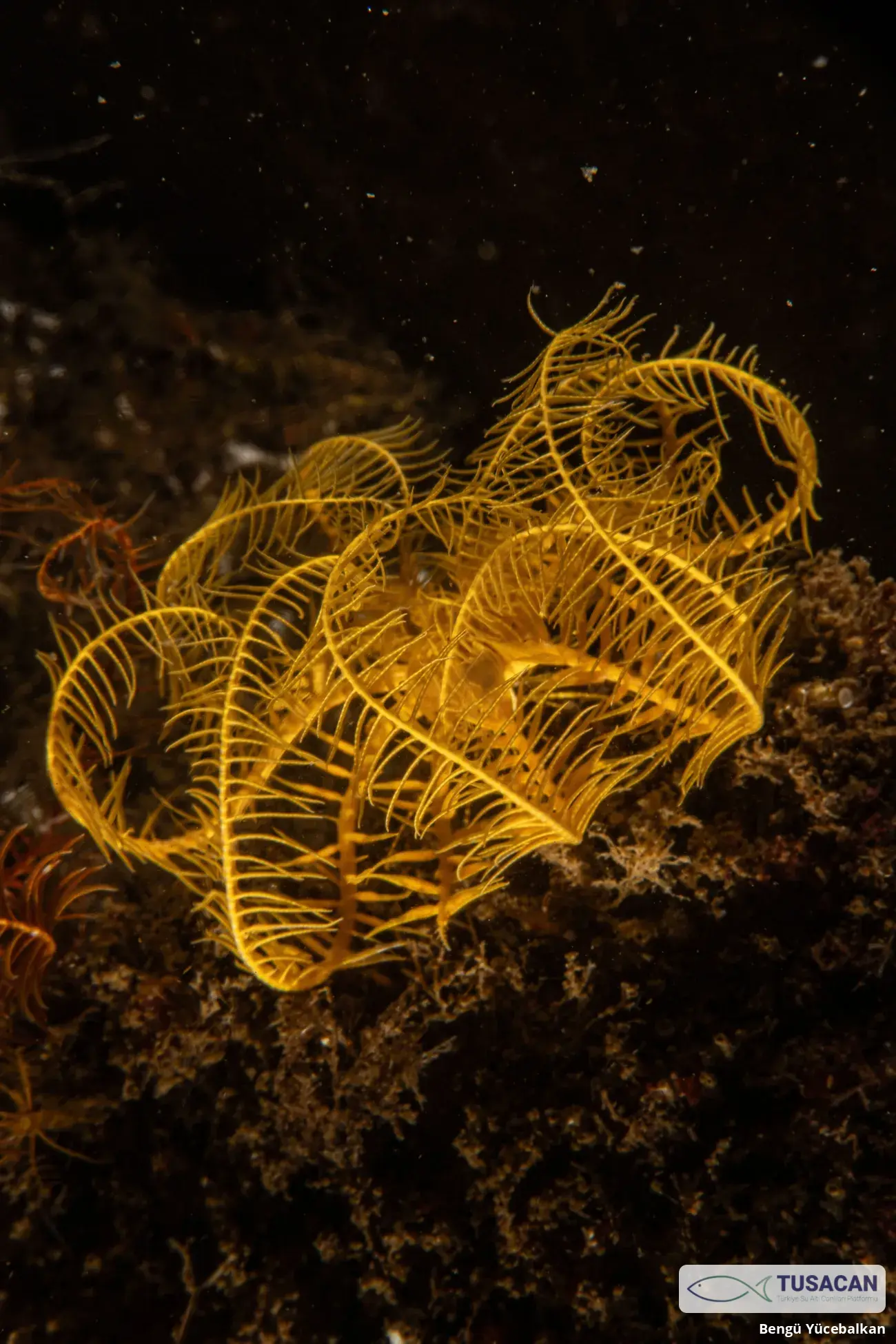 Antedon mediterranea
