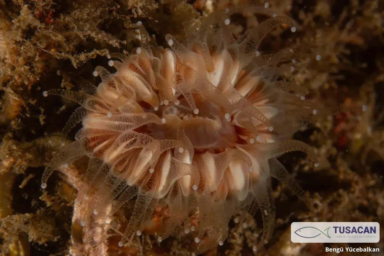 Caryophyllia smithii