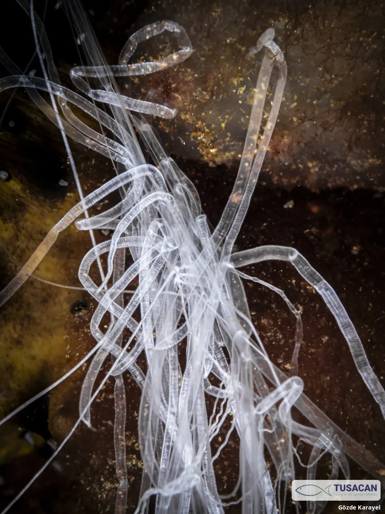 Holothuria forskali