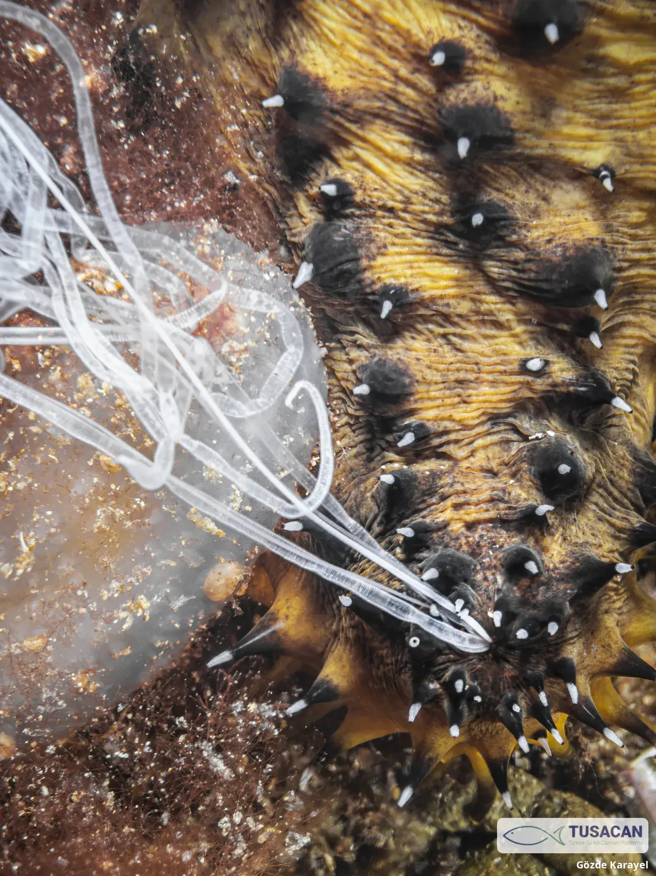 Holothuria forskali