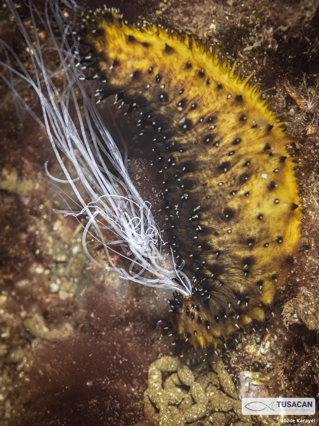 Holothuria forskali