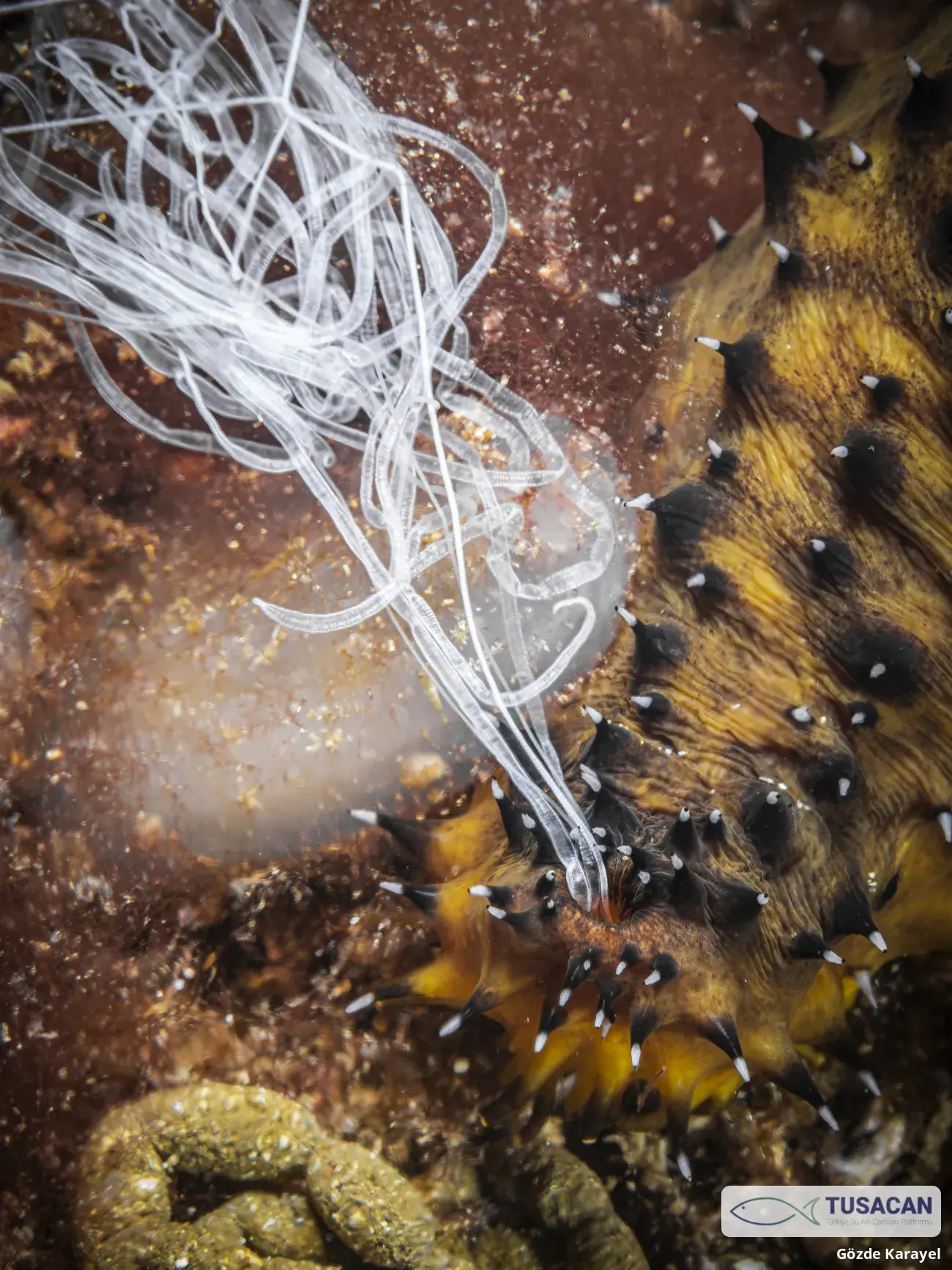 Holothuria forskali