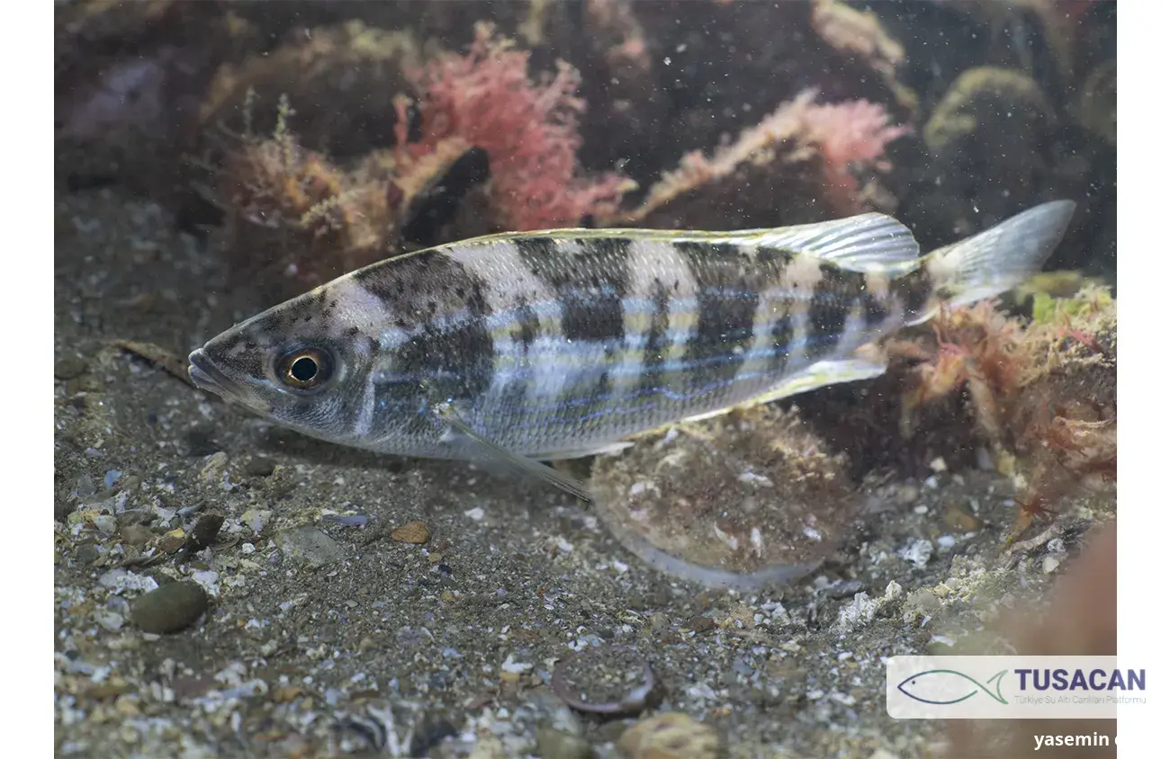 Spicara flexuosa