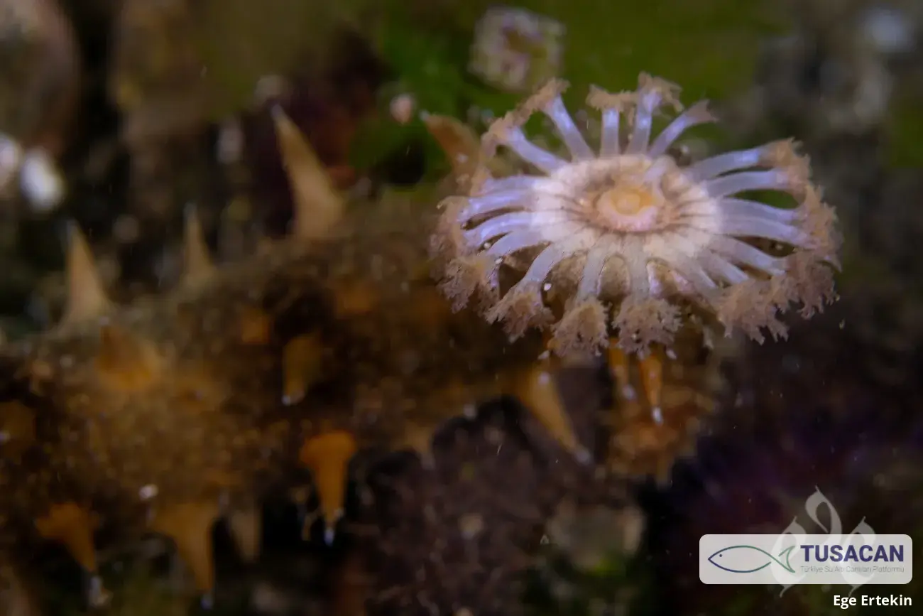 Apostichopus japonicus