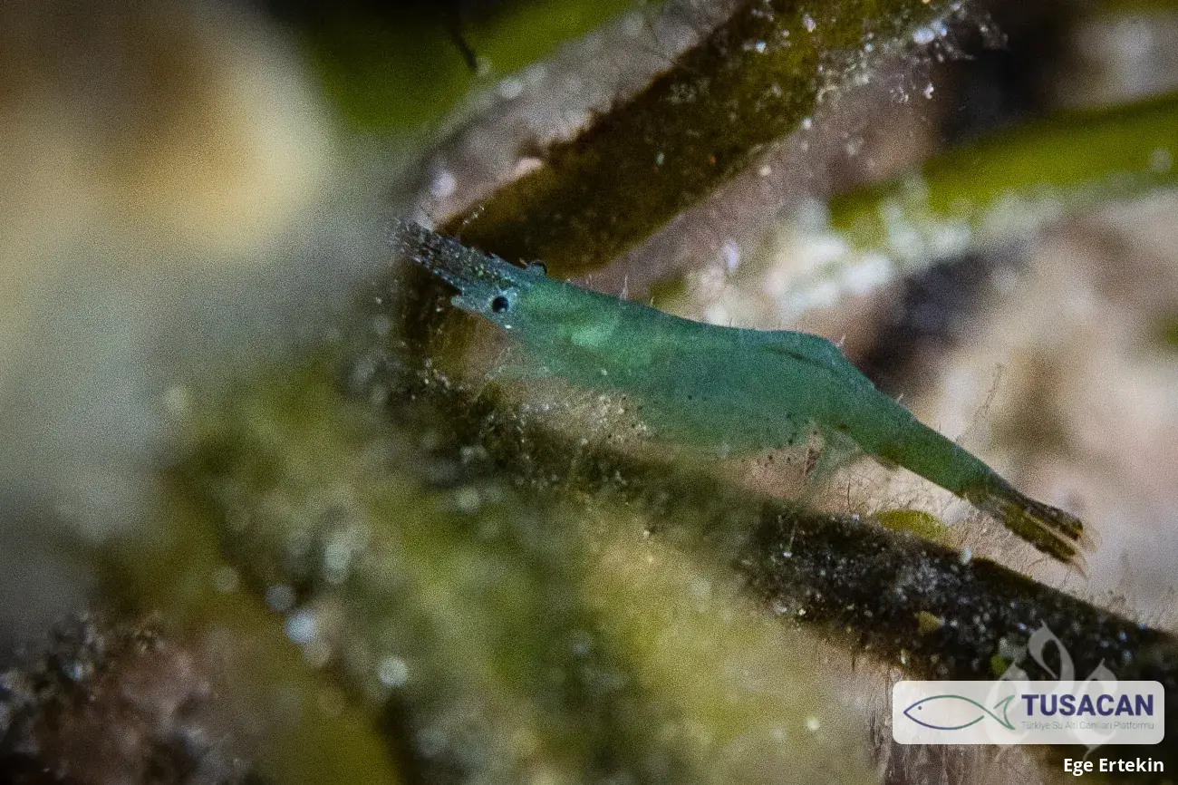 Hippolyte sp.