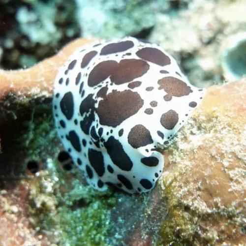 Peltodoris atromaculata