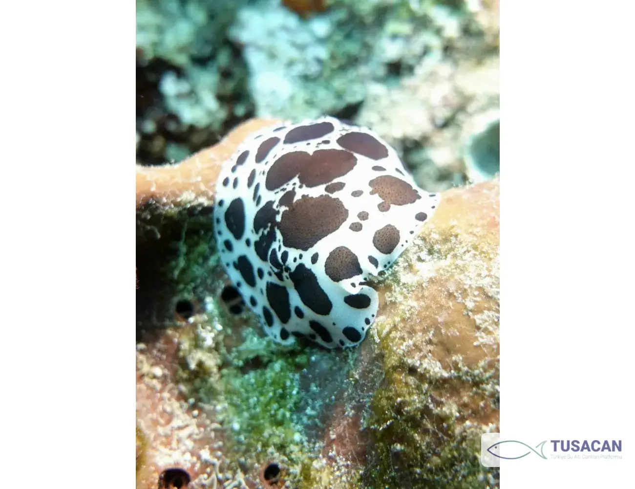 Peltodoris atromaculata
