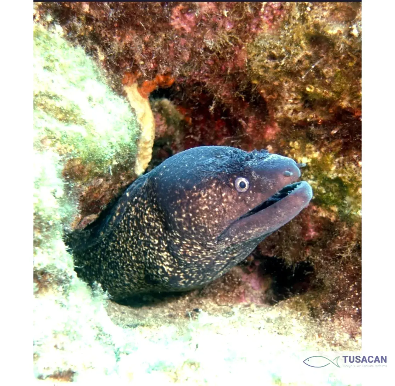 Muraena helena