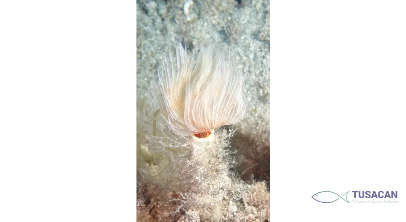 Protula sp.