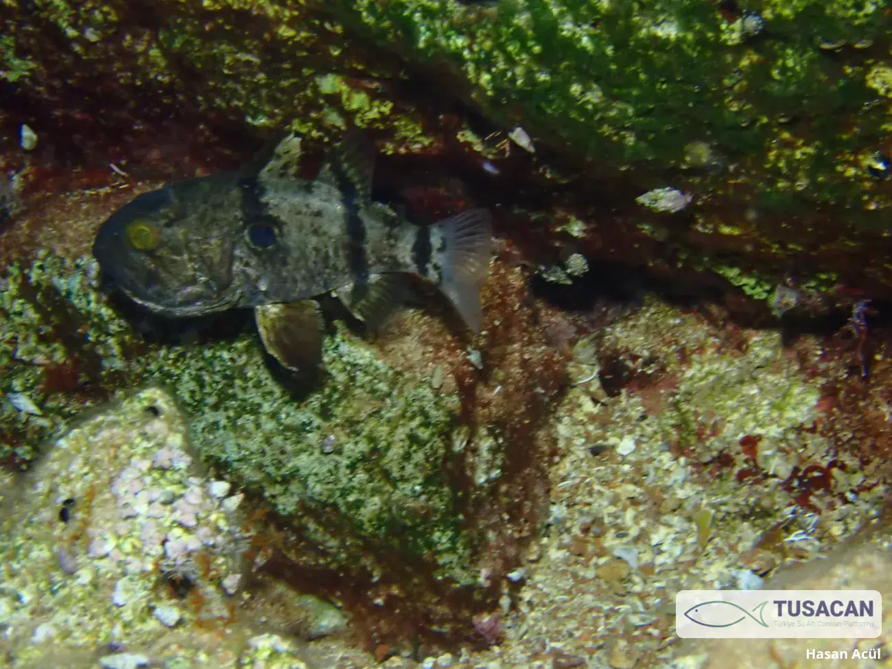 Apogonichthyoides pharaonis
