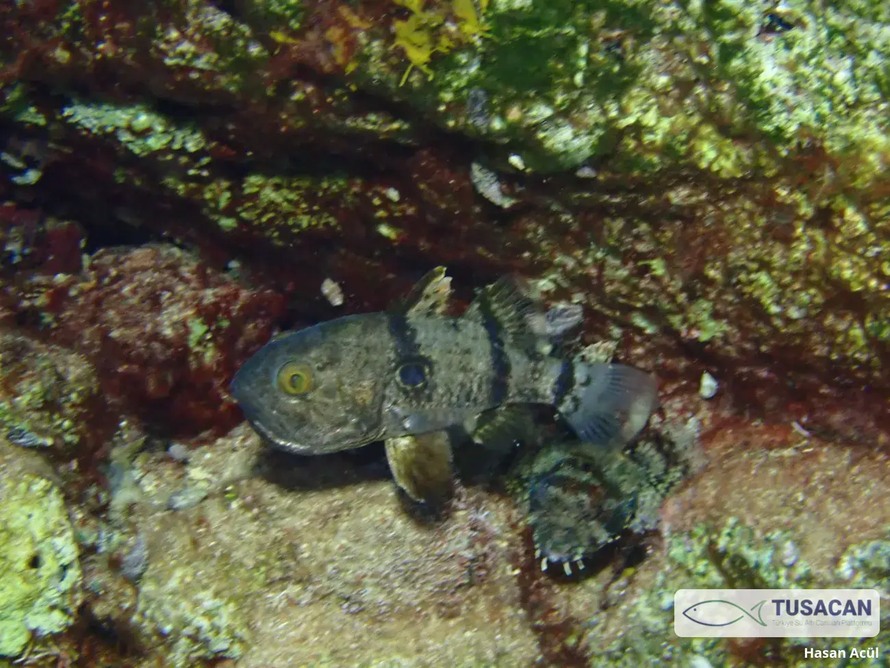 Apogonichthyoides pharaonis