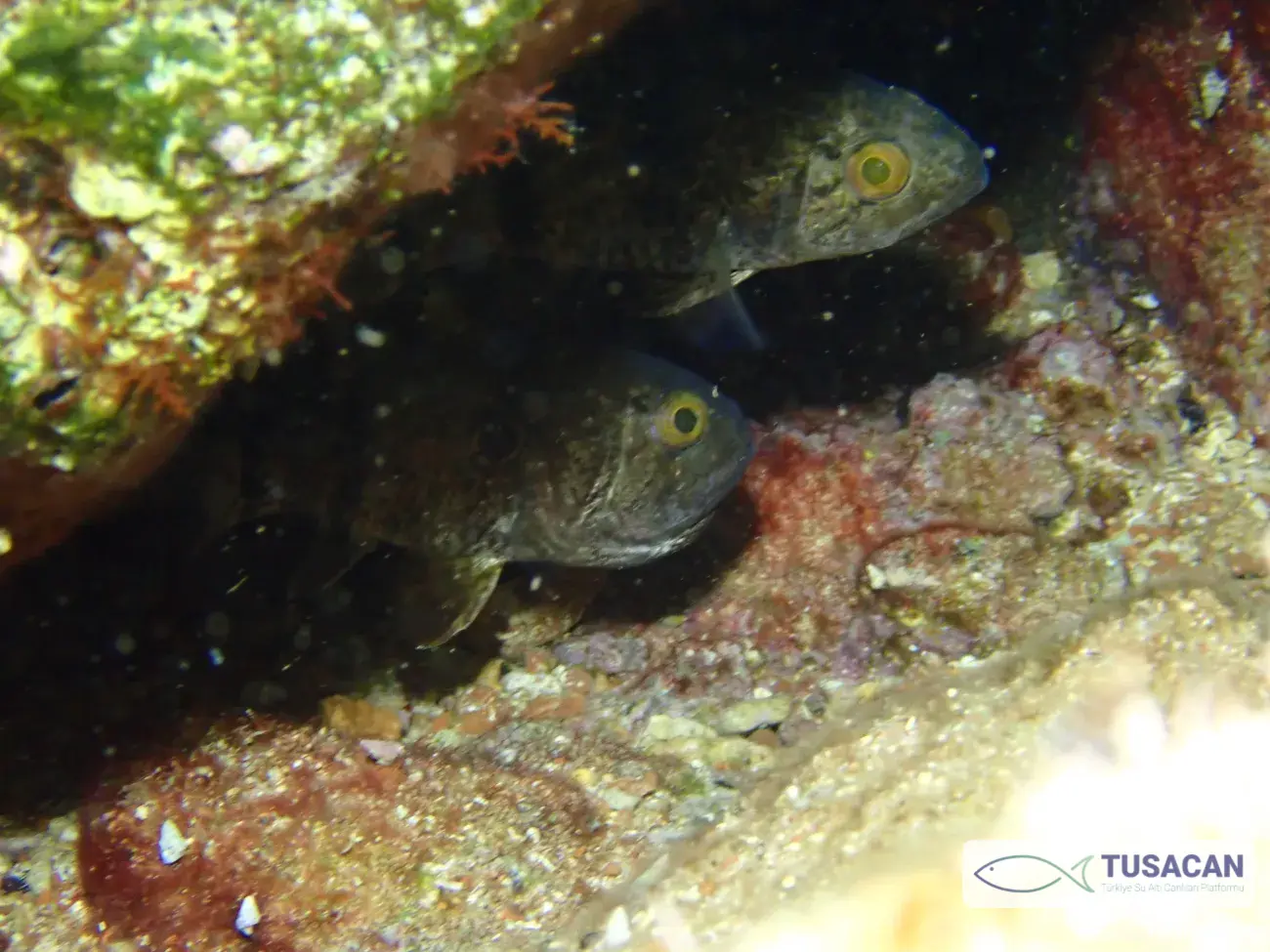 Apogonichthyoides pharaonis