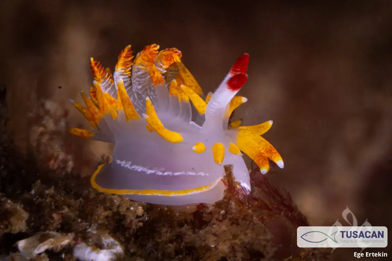 Okenia elegans
