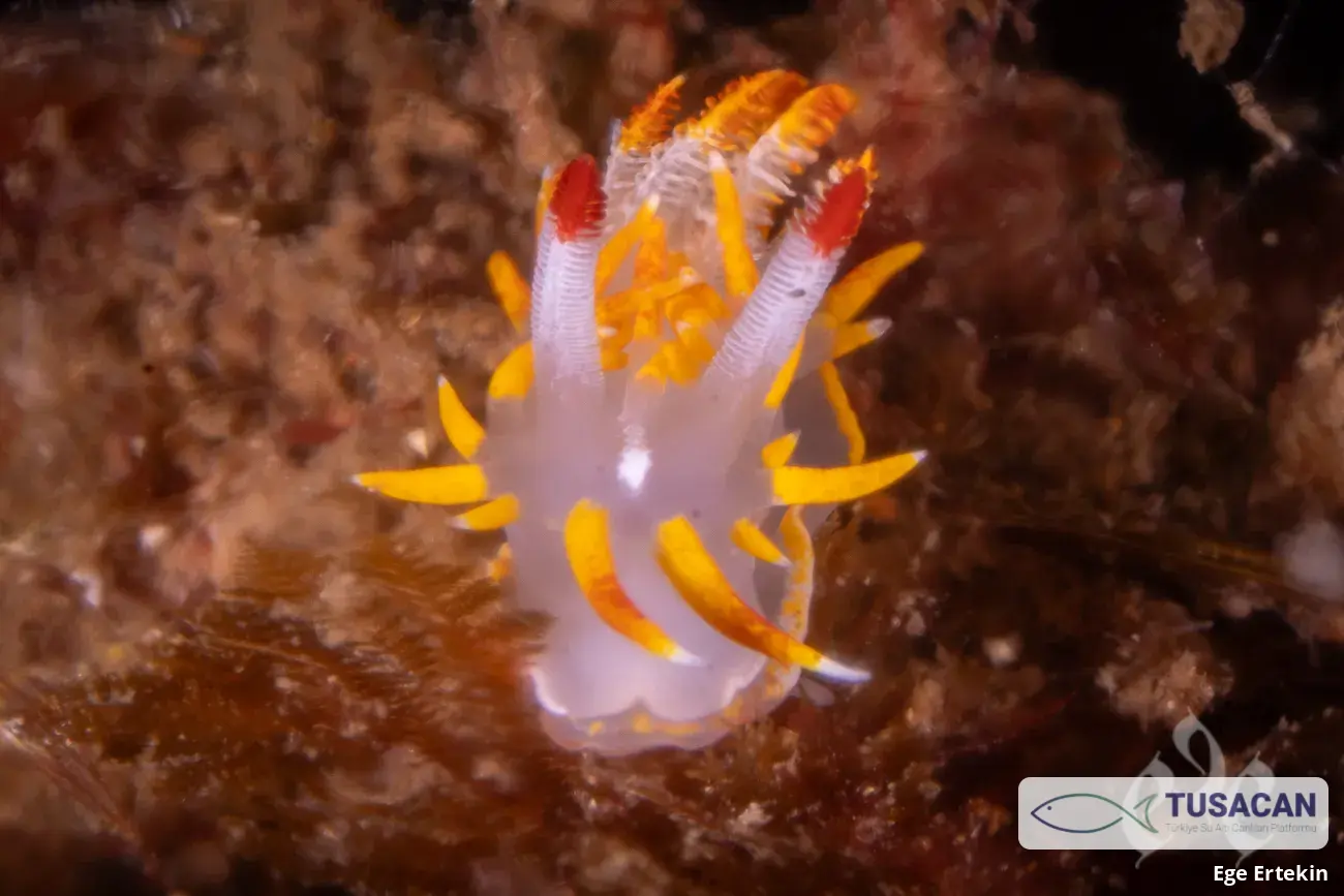 Okenia elegans