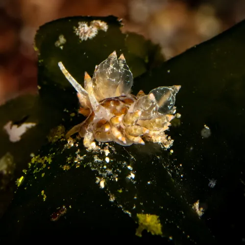 Amphorina andra