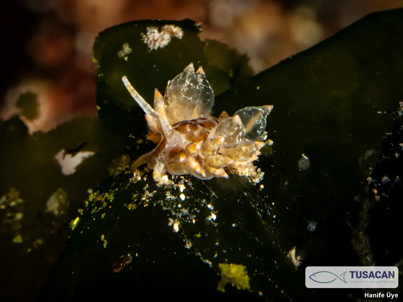 Amphorina andra