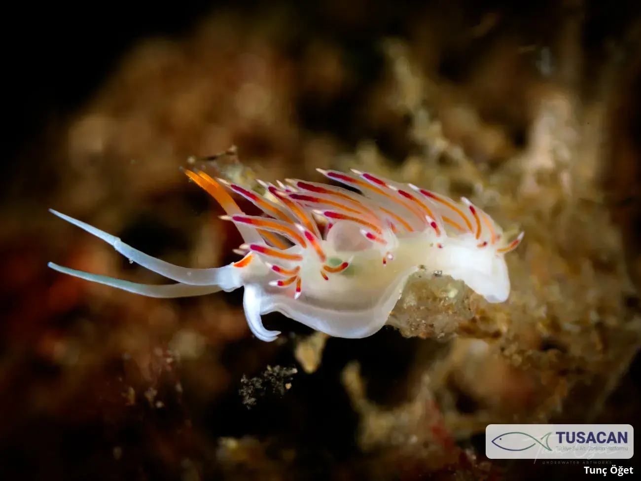 Cratena peregrina