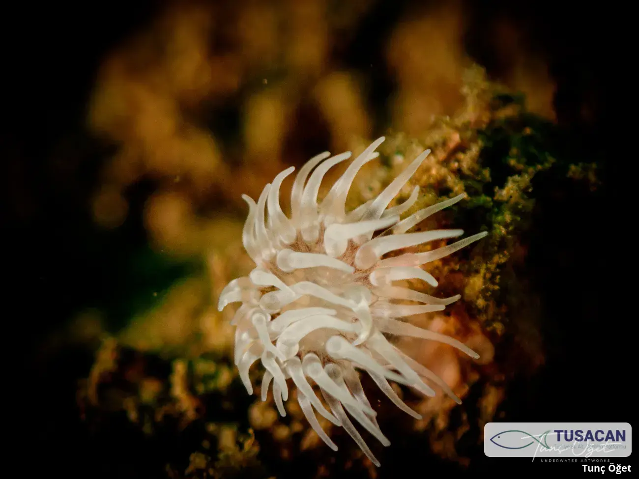 Aiptasiogeton sp.