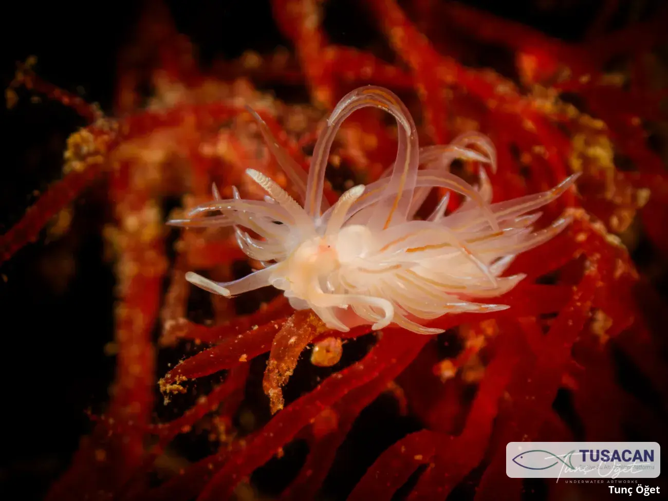 Facelina bostoniensis