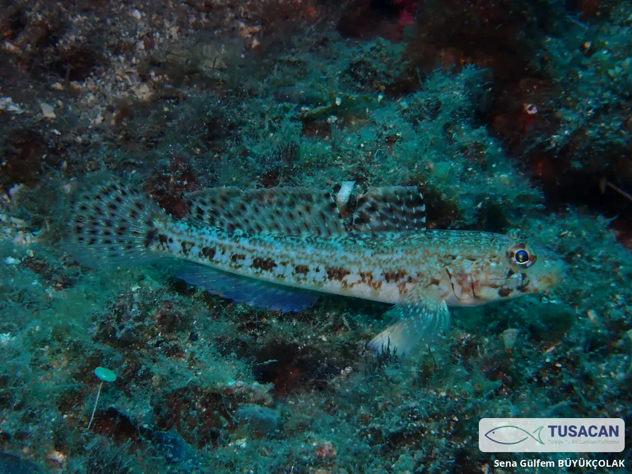 Gobius geniporus