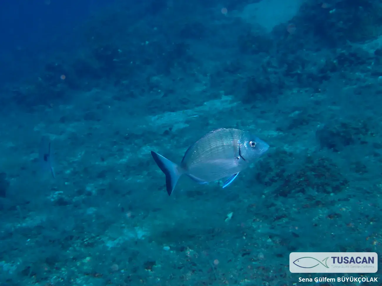 Diplodus sargus
