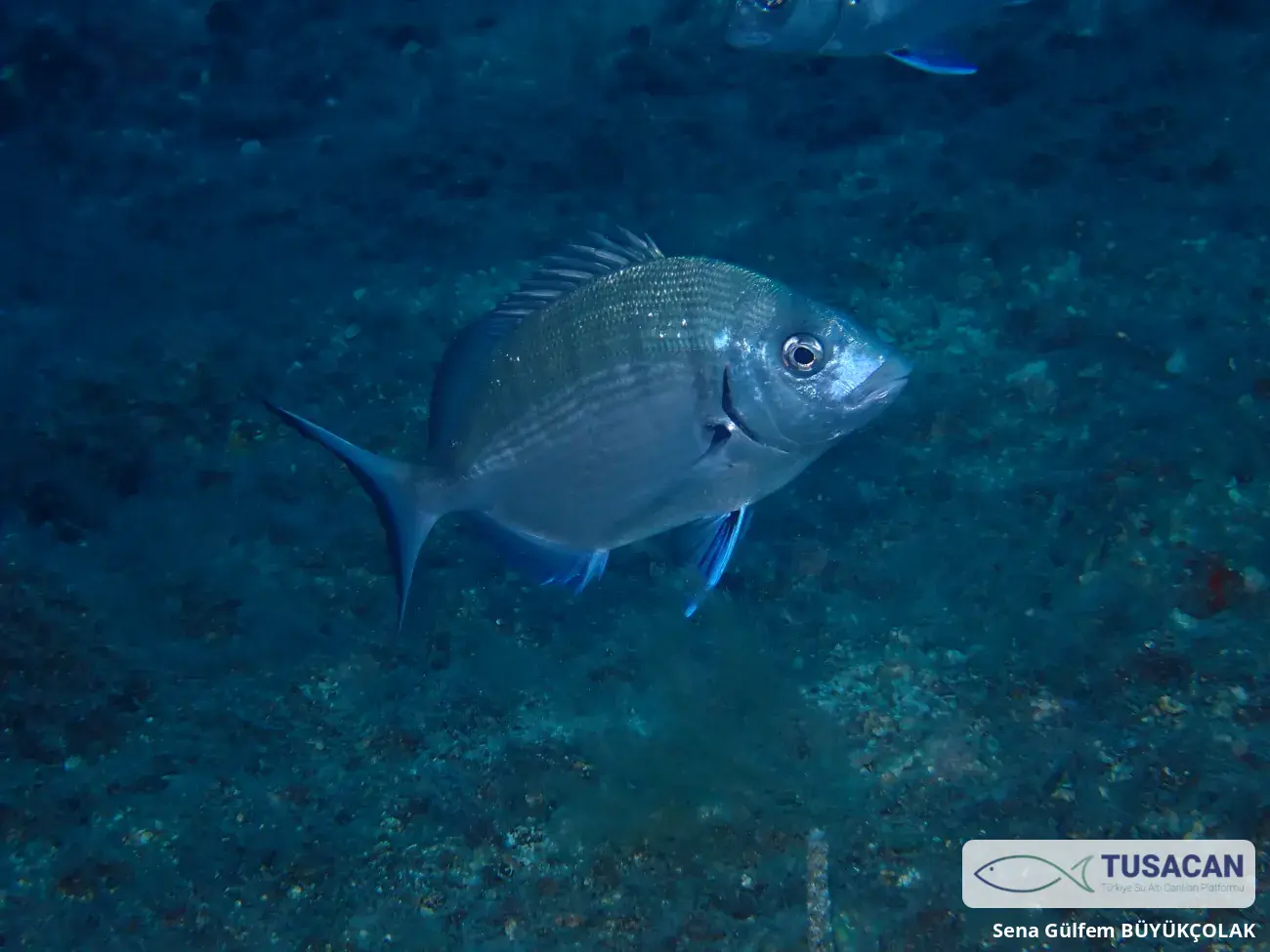 Diplodus sargus