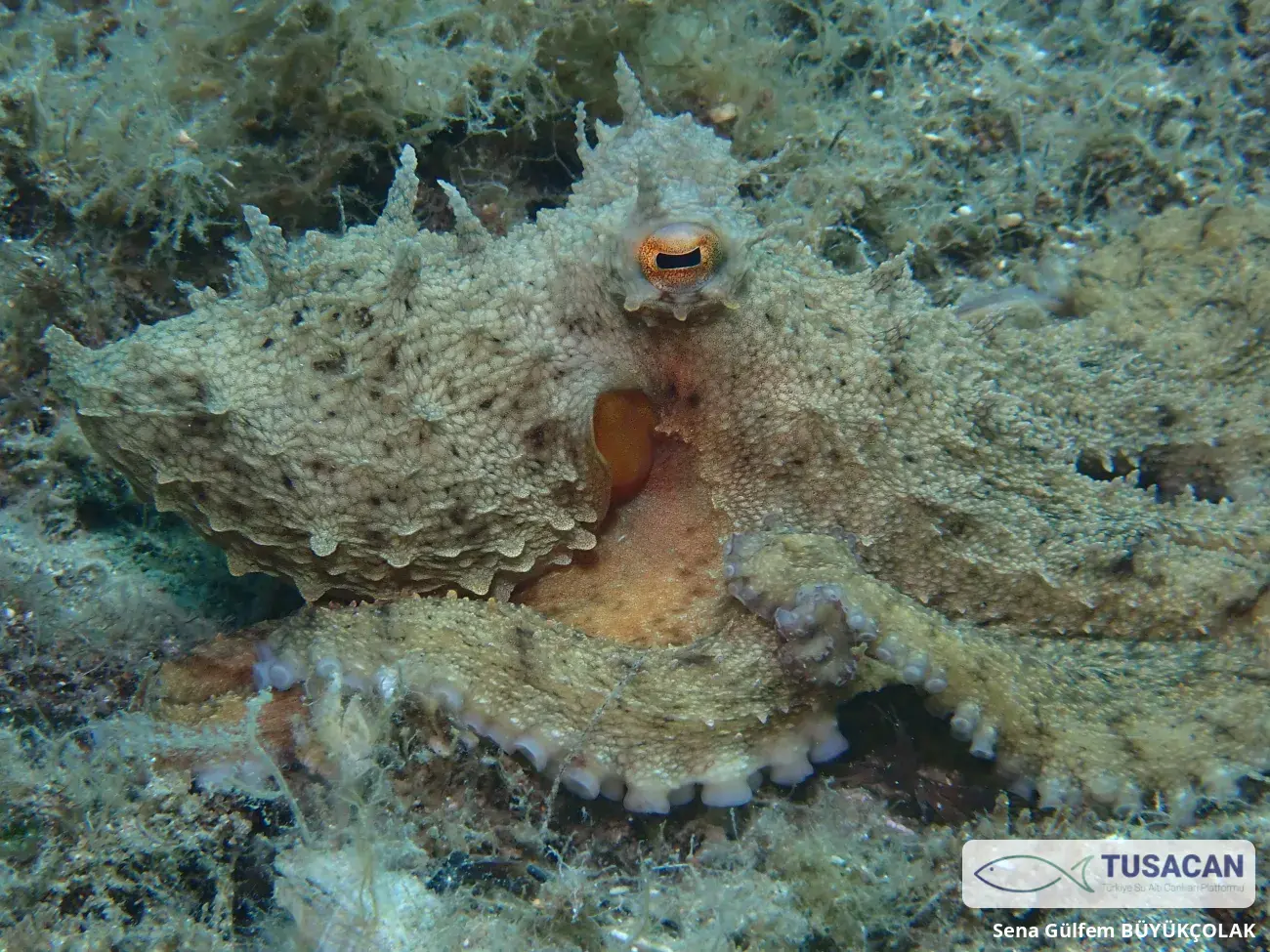 Octopus vulgaris