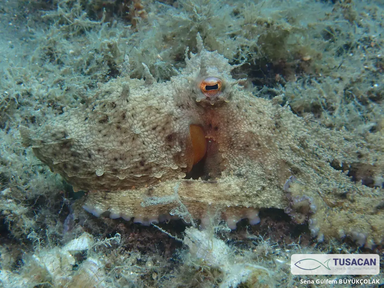 Octopus vulgaris