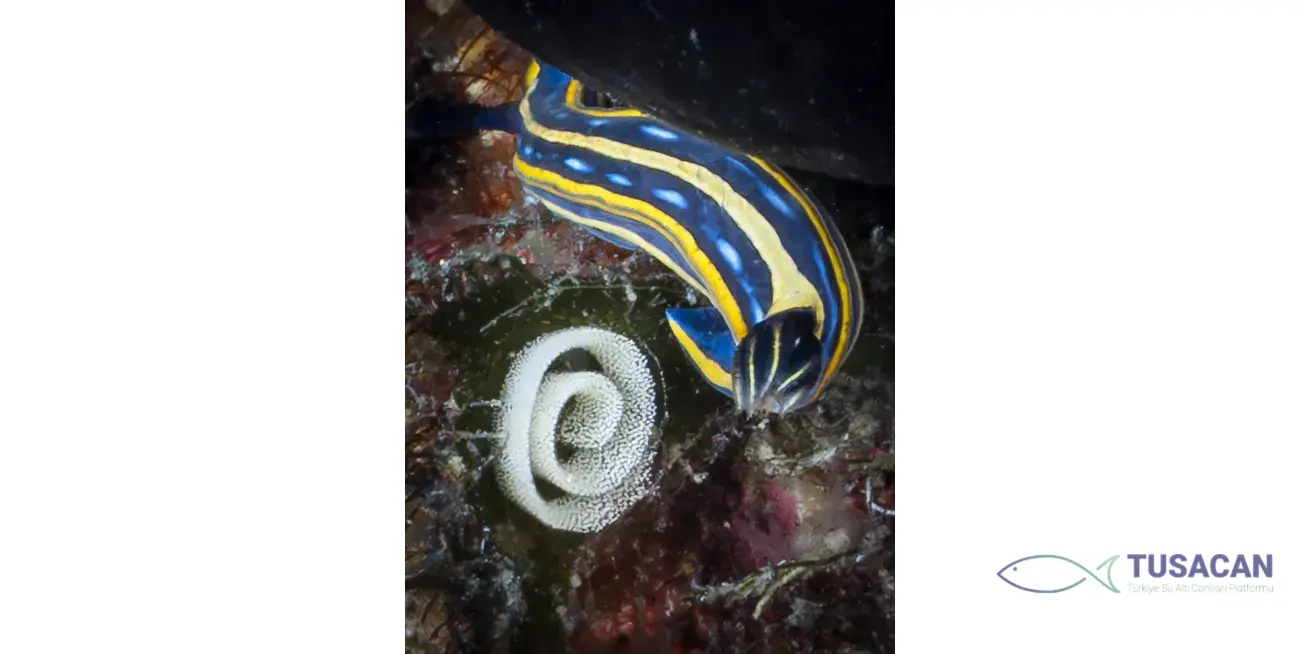 Felimare tricolor