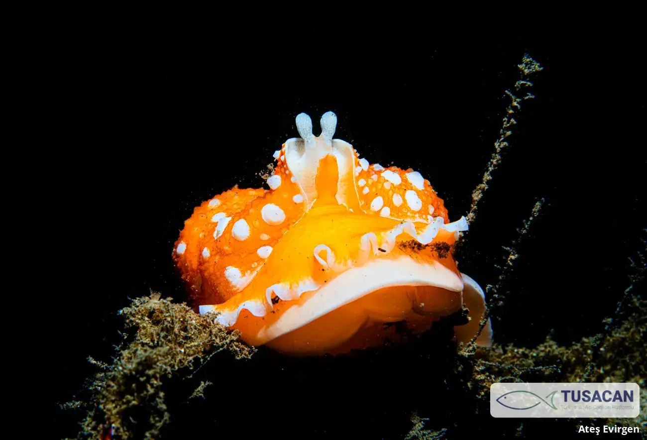 Armina maculata