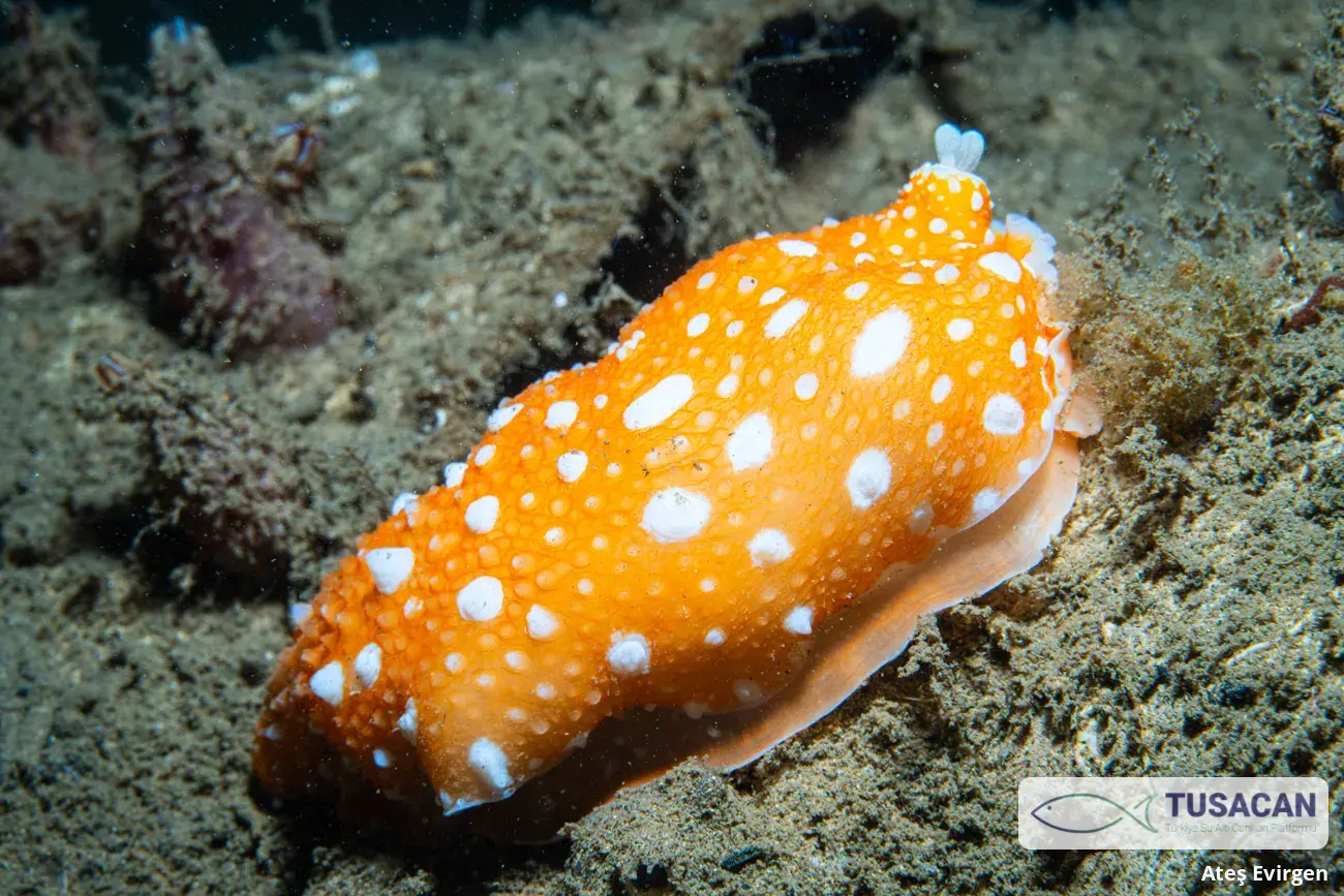 Armina maculata
