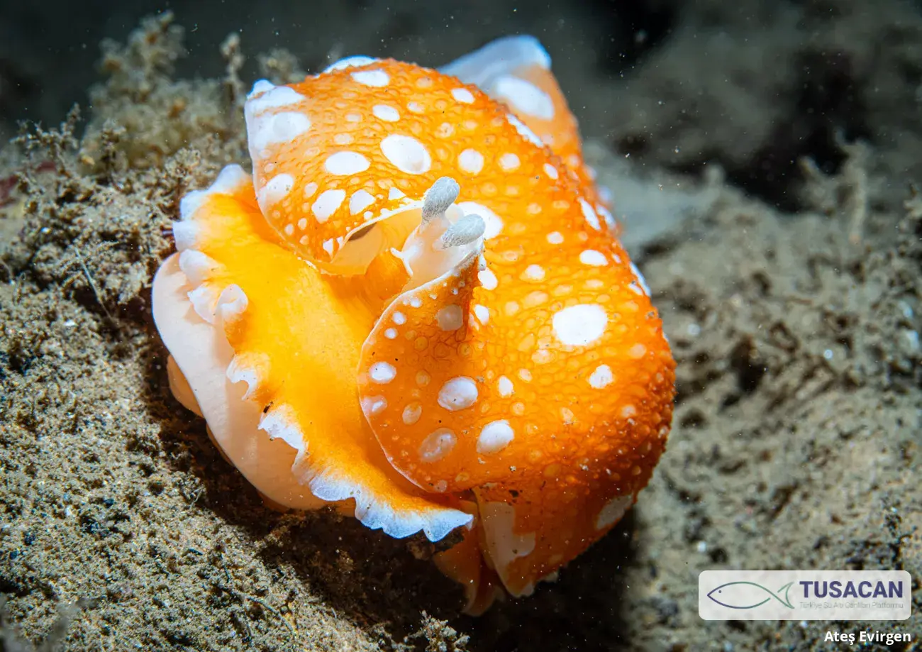 Armina maculata