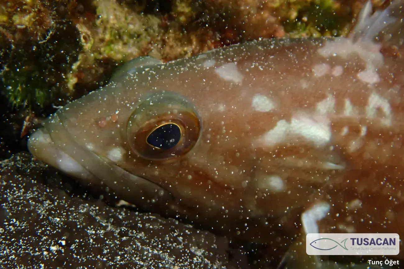 Epinephelus costae