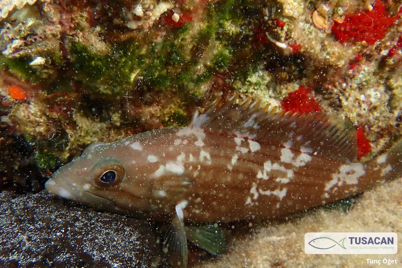 Epinephelus costae