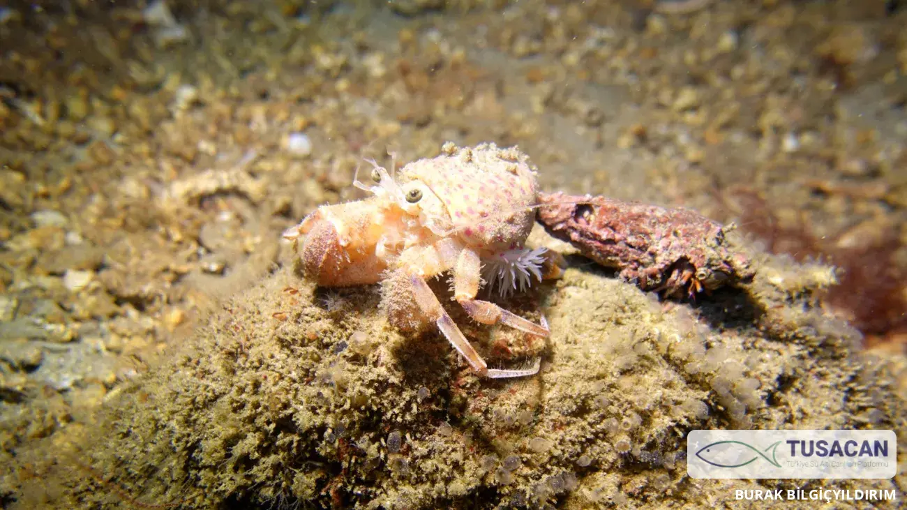 Pagurus prideaux