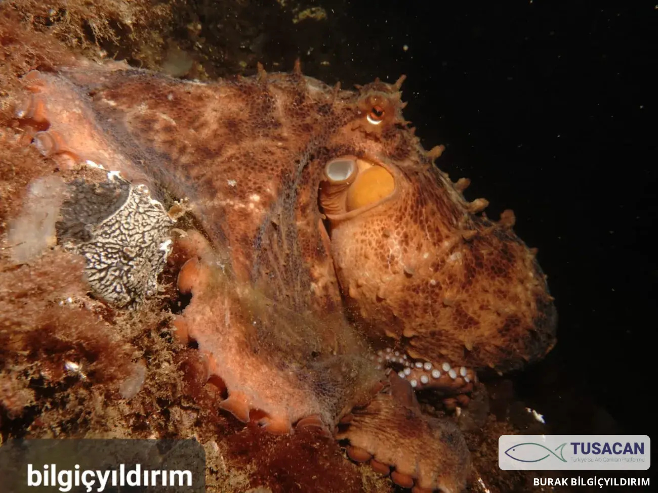 Octopus vulgaris