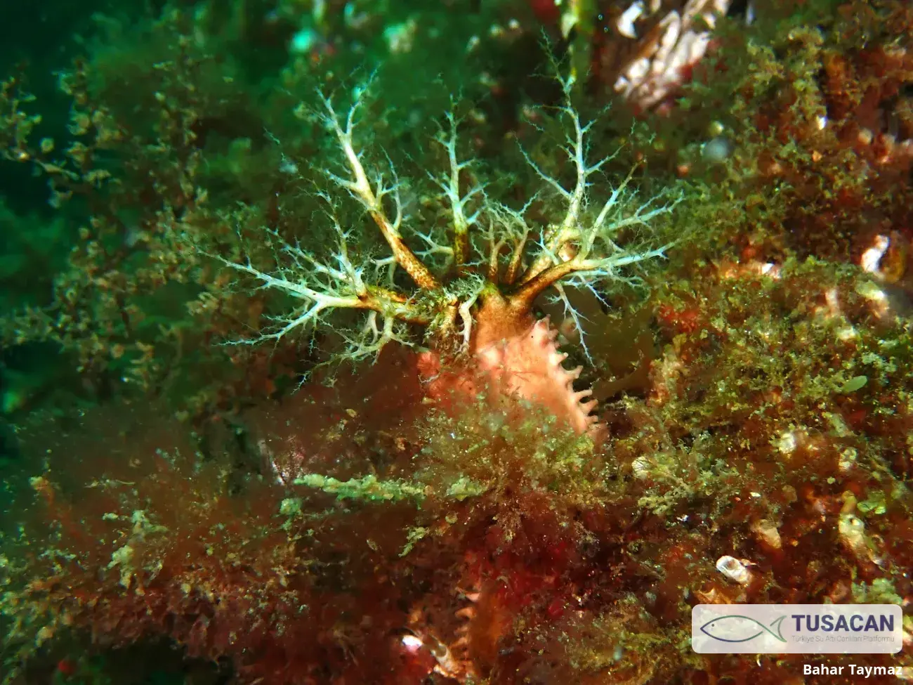Ocnus planci