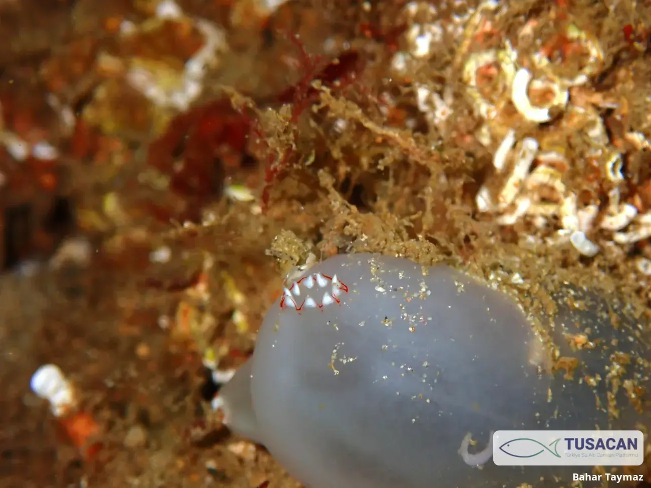 Ascidia mentula