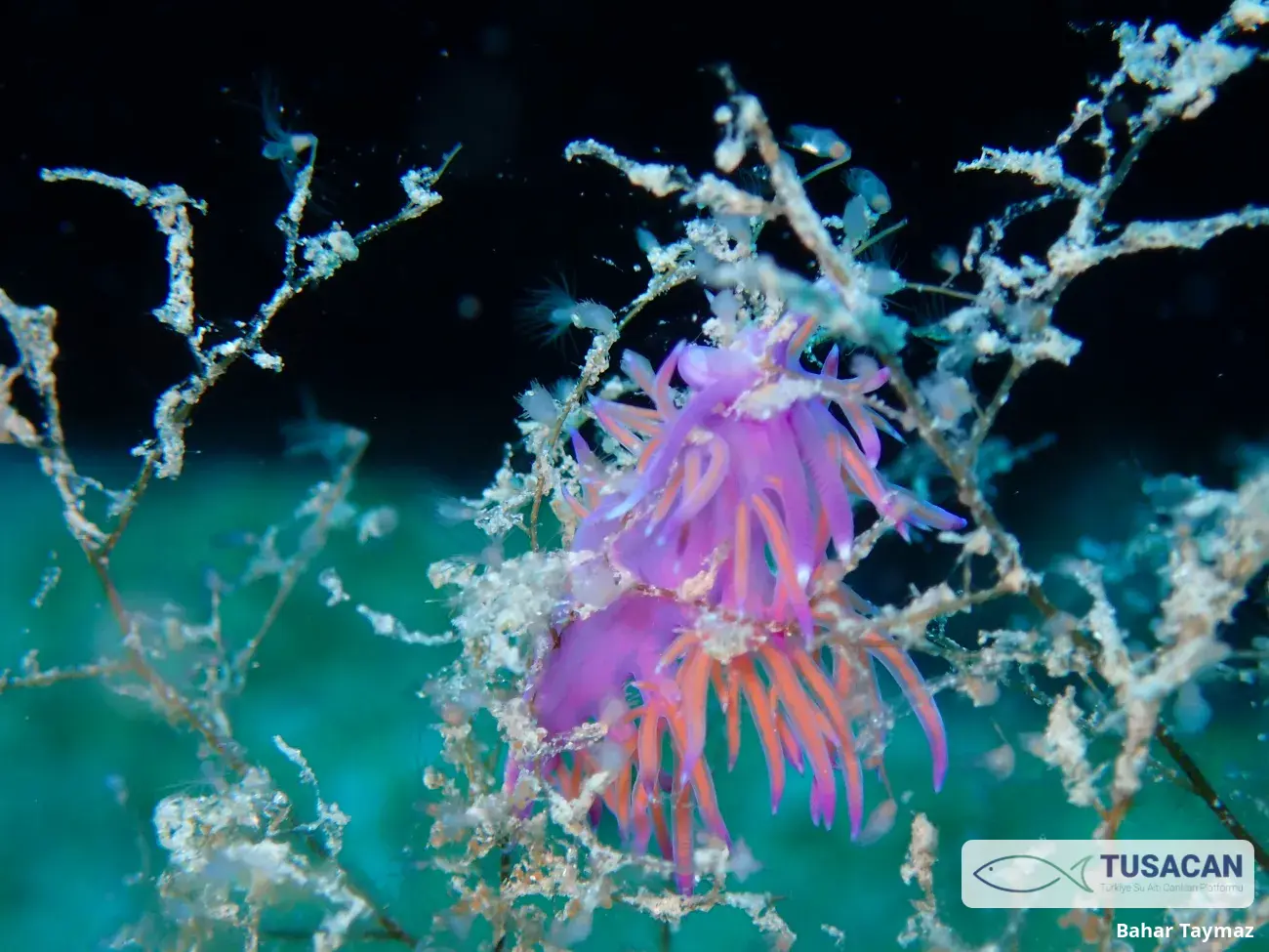 Flabellina affinis
