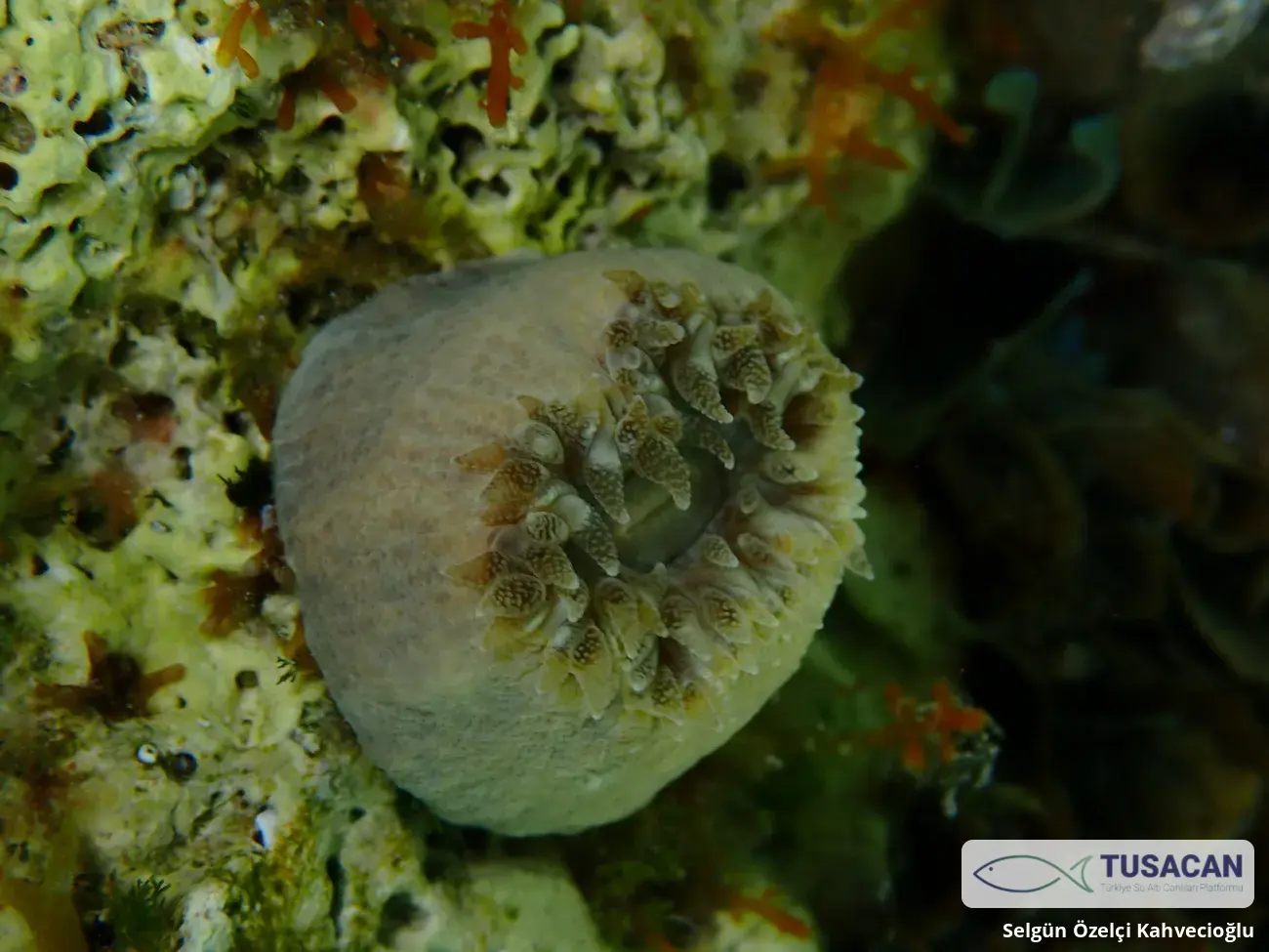 Balanophyllia europaea