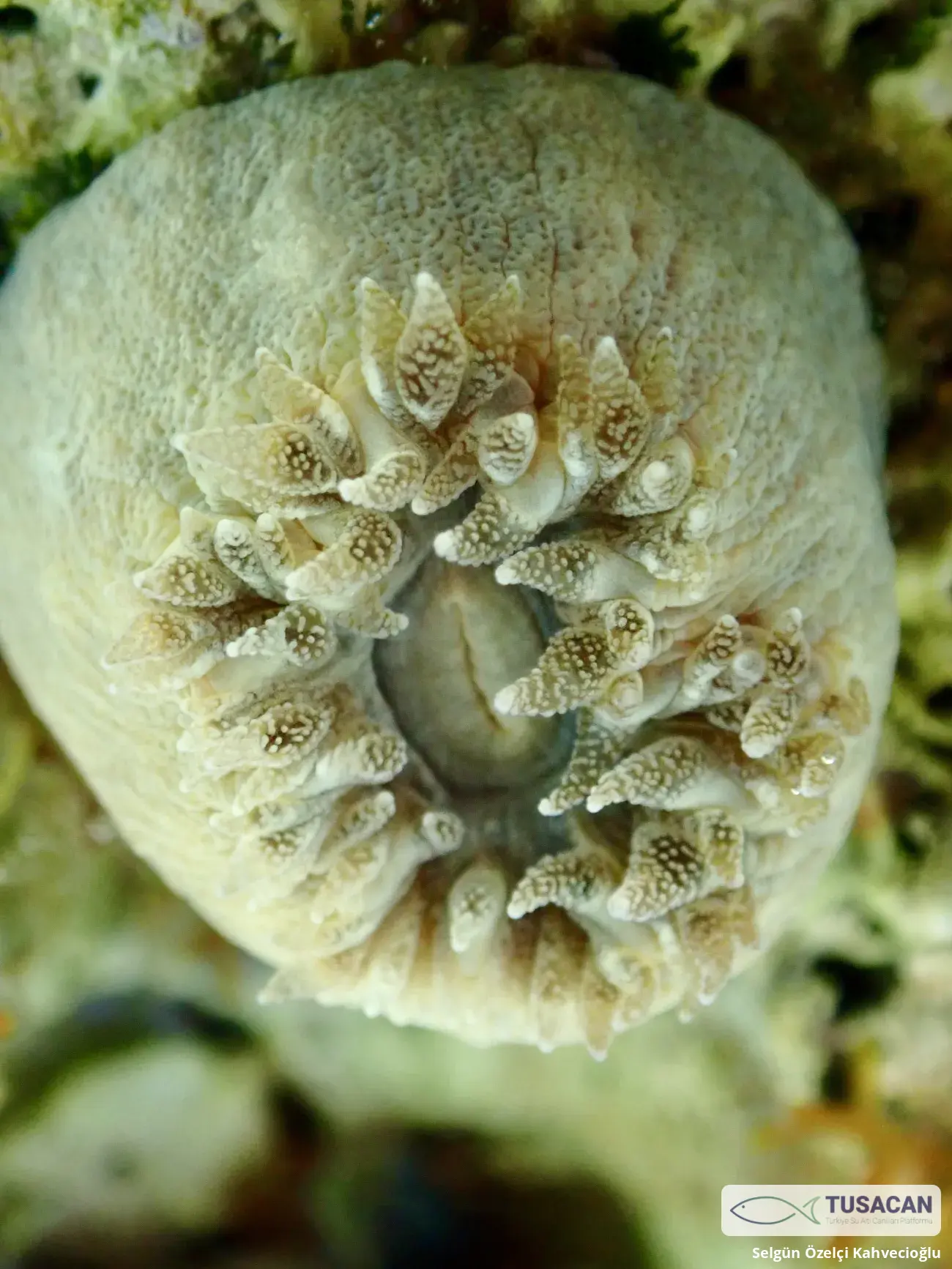 Balanophyllia europaea